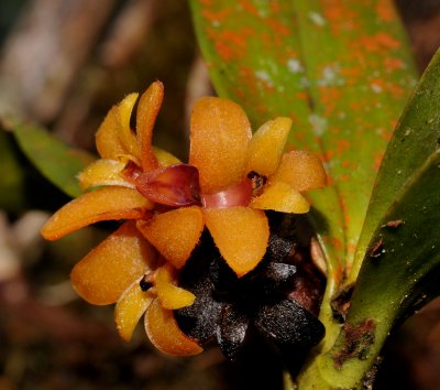 Campanulorchis pseudoleiophylla. Close-up.