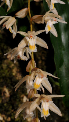 Coelogyne venusta. Closer.