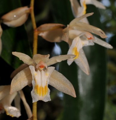 Coelogyne venusta. Close-up.