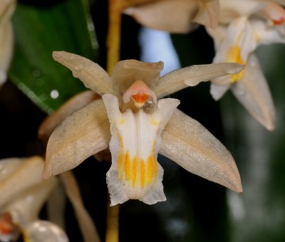 Coelogyne venusta. Close-up.