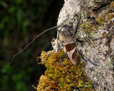 Longhorn beetle.