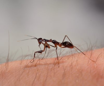 Praying mantis that looks like an ant.