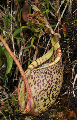 Nepenthes burbidgeae