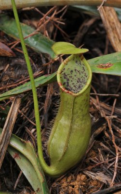Nepenthes macrovulgaris. Lower pitcher.