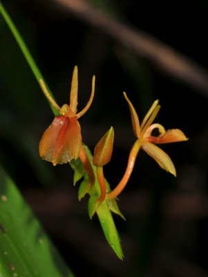 Stichorkis compressa aff. Close-up.