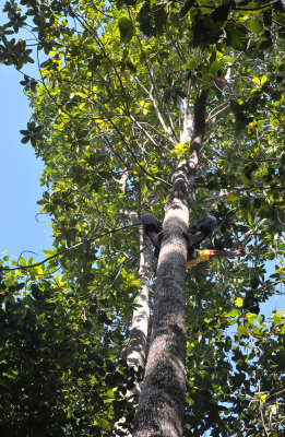 Borneodendron aenigmaticum. Harvesting branches.