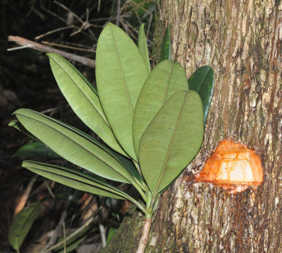 Borneodendron aenigmaticum