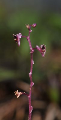 Crepidium sp. purple leaf. Closer.
