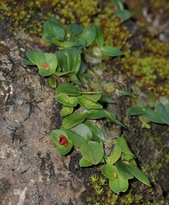 Porpax borneensis