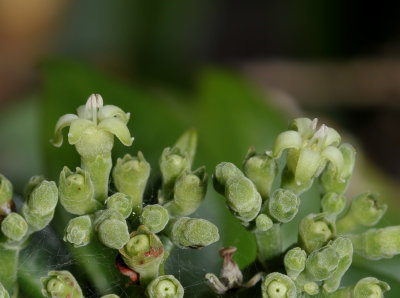 Psychotria sp. Close-up.