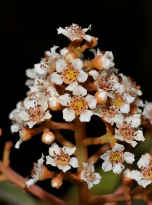Rhaphiolepis philippinensis. Close-up flowers.