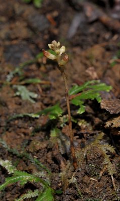 Kalimantanorchis nagamasui