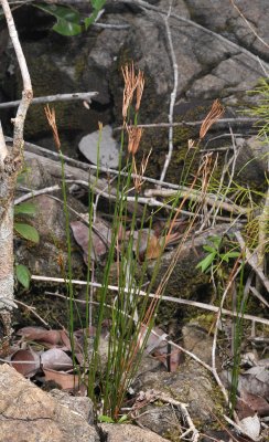 Schizaea digitata