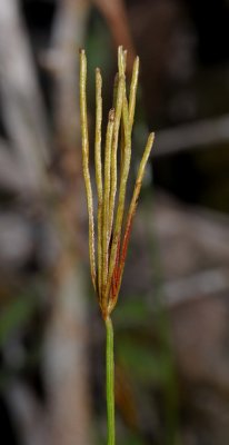 Schizaea digitata. Close-up.