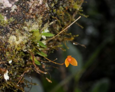 Bulbophyllum montense