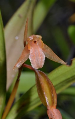 Coelogyne sp. Close-up.