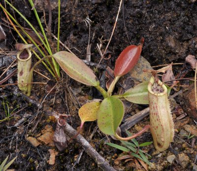 Nepenthes burbidgeae. Young plant.