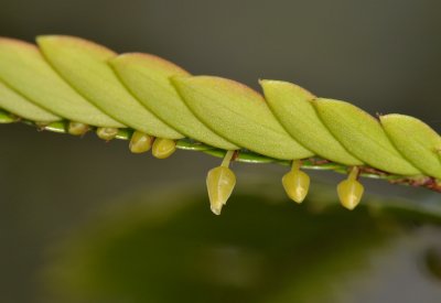 Phyllanthus balgooyi. In flower. Close-up.
