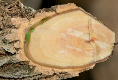 Phyllanthus balgooyi. Green nikkel rich sap.