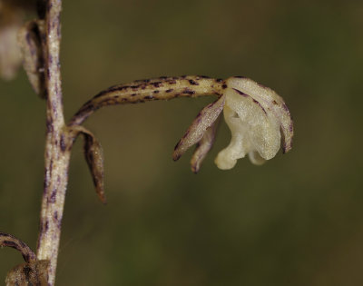 Aphyllorchis pallida. Close-up side.