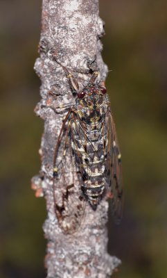 Cicada. Mt. Tambuyukon