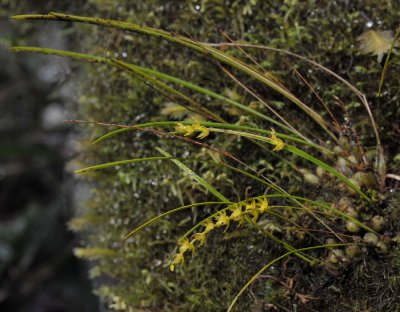 Dendrochilum sp.