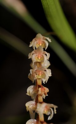 Dendrochilum corrugatum