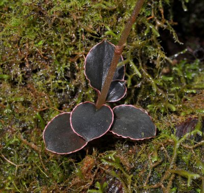 Kuhlhasseltia javanica. Close-up foliage.