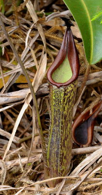 Nepenthes fusca