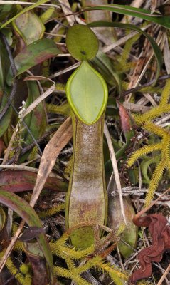 Nepenthes tetaculata with eye spots. Closer.