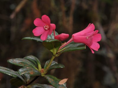 Rhododendron baconii