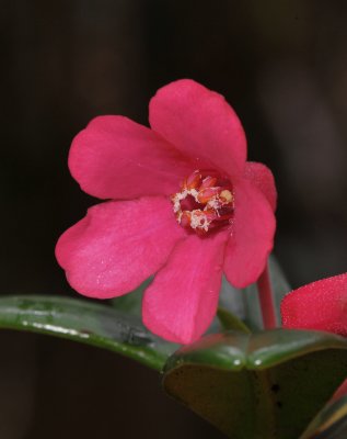 Rhododendron baconii. Close-up.