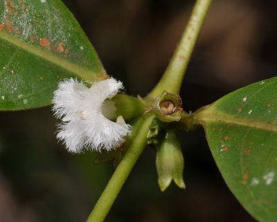 Lasianthus/ Urophyllum. sp. Close-up.