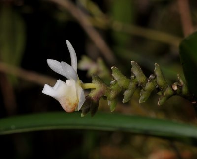 Thrixspermum sp. Close-up side.