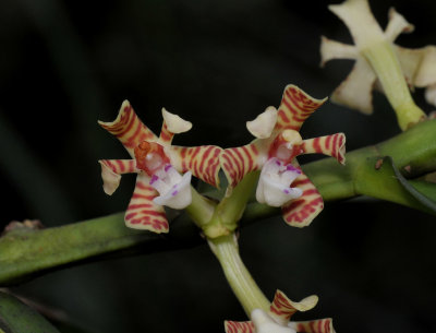 Trichoglottis collenetteae. Close-up.