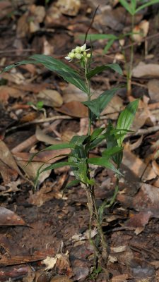 Tropidia curculigoides