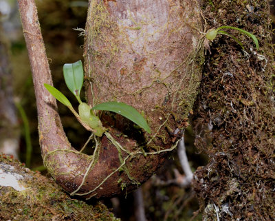 Young orchids on Nepenthes edwardsiana pitcher.