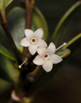 Alyxia reinwardtii. Close-up.