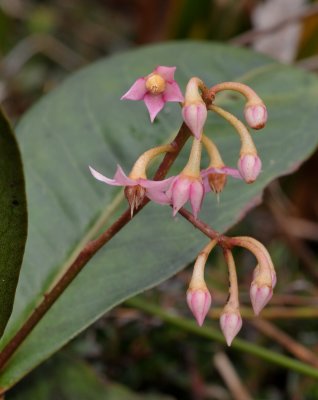 Ardisia sp. Close-up.