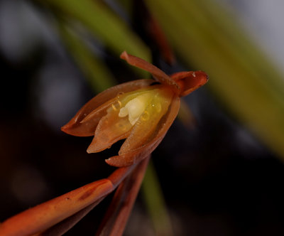 Coelogyne plicatissima. Close-up.