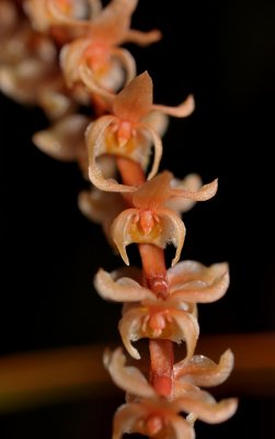 Dendrochilum corrugatum. Close-up.