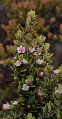 Leptospermum