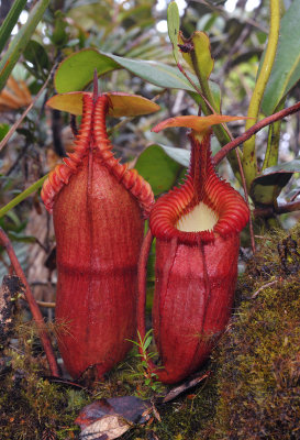 Nepenthes villosa