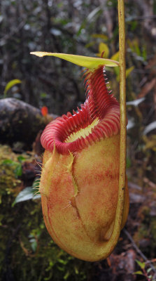 Nepenthes villosa