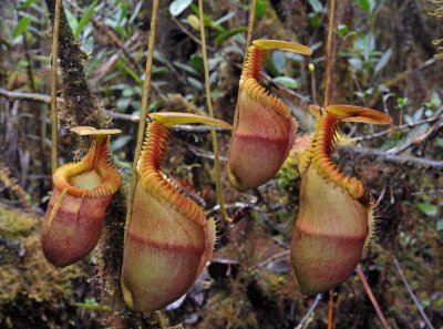 Nepenthes villosa. Hanging pitchers.