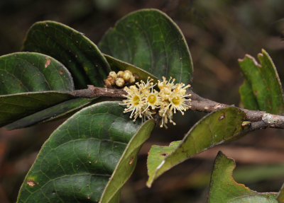 Prunus arborea. Close-up.