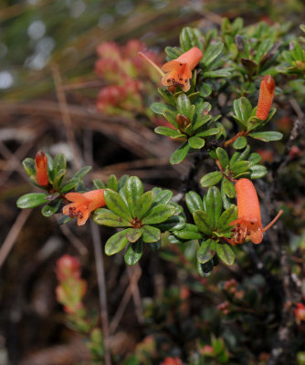 Rhododendron cuneifolium