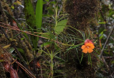 Rhododendron stenophyllum ssp. angustifolium.