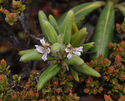 Scaevola verticillata