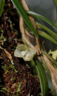 Bulbophyllum pocillum. Closer.